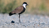 Spur-Winged Lapwing