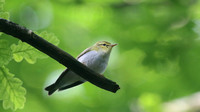Wood Warbler, Forest of Dean, May 2017
