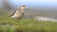 Buff-breasted Sandpiper, Davidstow Airfield, September 2017