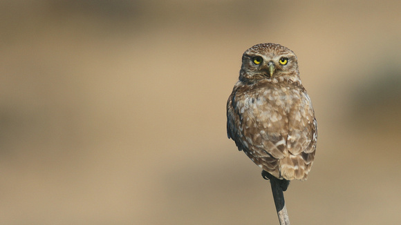 Little Owl (Athene noctua lilith) Larnaca, Cyprus 2017