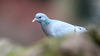 Stock Dove, Forest of Dean, February 2018