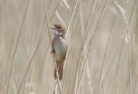 Savi's Warbler, Newport Wetland 2014