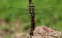 Golden-ringed Dragonfly, Forest of Dean, June 2018
