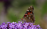 Painted Lady, Breakheart Quarry, July 2018