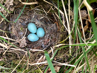 Blackbird, Ground nest, Forest of Dean, May 2022