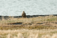 Gyr Falcon, Lake Myvatn, June 2019