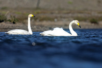 Whooper Swan, Snafellsnes, Iceland, June 2019