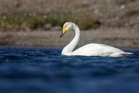 Whooper Swan, Snafellsnes, Iceland, June 2019