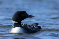 Great Northern Diver, Iceland, June 2019