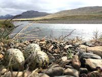 Bird nest of Iceland