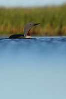 Red-Throated Diver, Floi, Iceland, June 2019