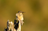 Meadow Pipit, Isle of Mull, May 2021