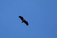 White-tailed Sea Eagle, Mull, May 2021