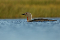 Red-Throated diver, Floi Bird Reserve, June 2019