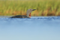 Red-Throated diver, Floi Bird Reserve, June 2019