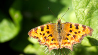 Comma, Shapwick August 2014