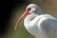 White Ibis, Florida Everglades, February 2020