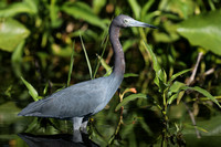 Little Blue Heron, Florida Everglades, February 2020