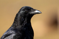 Carrion Crow, Thursley Common, May 2021