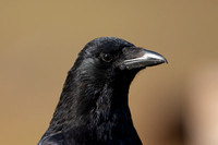 Carrion Crow, Thursley Common, May 2021