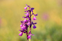 Green-winged Orchid, Tytherington, April 2021