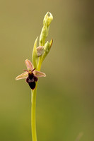 Fly x Bee Orchid