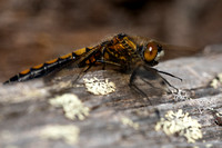 Dragonflies of Finland