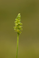 Musk Orchid, Cleeve common, June 2022