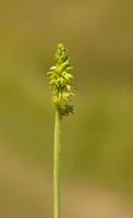 Musk Orchid, Cleeve common, June 2022