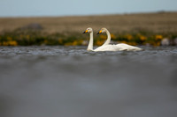 Whooper Swan, Snafellsnes, Iceland, June 2022