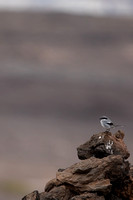Southern Grey Shrike, Lanzarote, July 2022