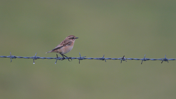 Whinchat, Pembrokeshire, August 2013