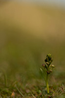 Frog Orchid, Cleeve common, June 2022