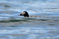 Long-tailed Duck, River Laxa, May 2022