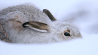 Mountain Hare, Cairngorm, Feb 2015