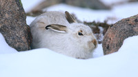 Mountain Hare, Cairngorm, Feb 2015