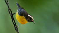 Tangers and Bananaquits