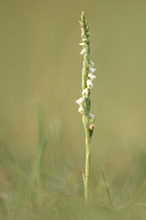 Autumn Lady's Tresses, Old Down, September 2022