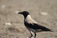 Hooded Crow, Larnaca desalt fields 2014