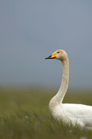 Whooper Swan, Floi, Iceland, June 2022