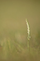 Autumn Lady's Tresses, Old Down, September 2022