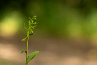 Green-flowered Helleborine, Cotswolds, July 2022