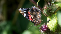 Red Admiral, Shapwick, August 2014