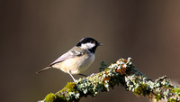 Coal Tit, Forest of Dean, January 2015