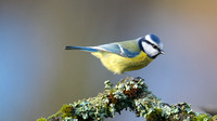 Blue Tit, Forest of Dean, January 2015