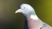 Wood Pigeon, Slimbridge, January 2015