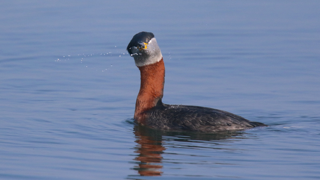 Red-necked Grebe, Farmoor Reservoir, April  2015