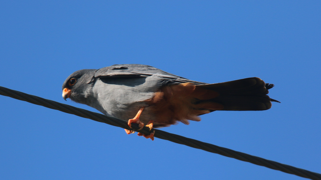 Red-footed Falcon, Anarita Park, Cyprus, April 2015