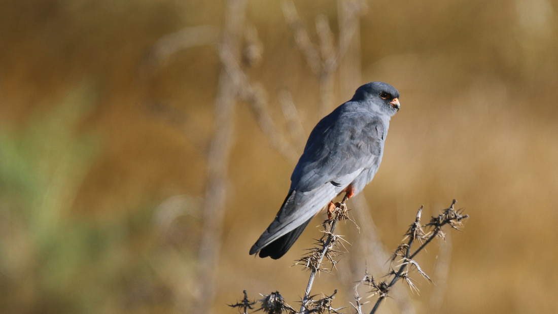 Red-footed Falcon, Anarita Park, Cyprus, April 2015