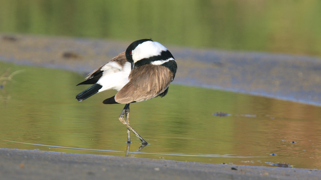 Spur-winged Lapwing, Spiro's Beach Pools, April 2015
